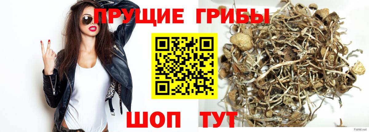 Псилоцибиновые грибы GOLDEN TEACHER Фролово